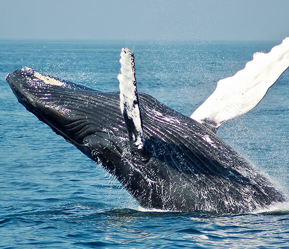 クジラ